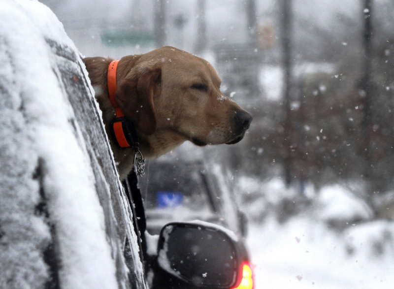 Illustration for article titled Adorable Kids And Adorable Dogs Make The Most Of Snow